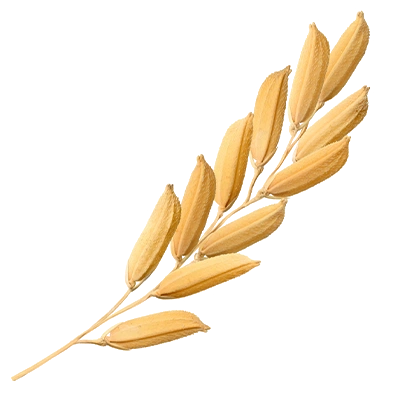 rice 1