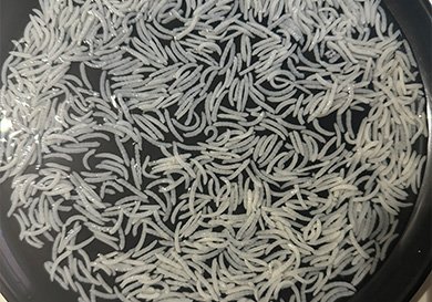 The Art of Perfect Rice